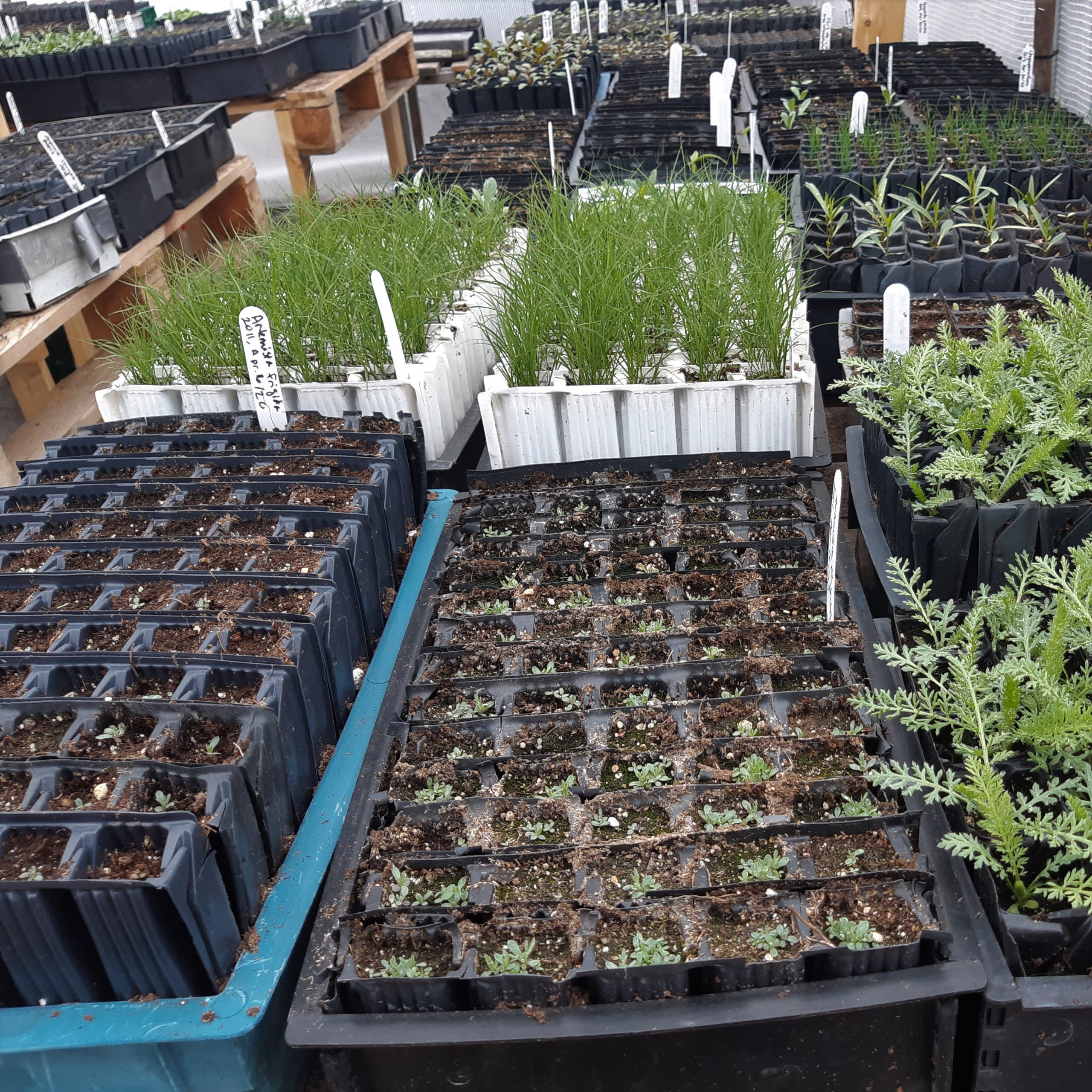 Custom Growing and Seed Collection