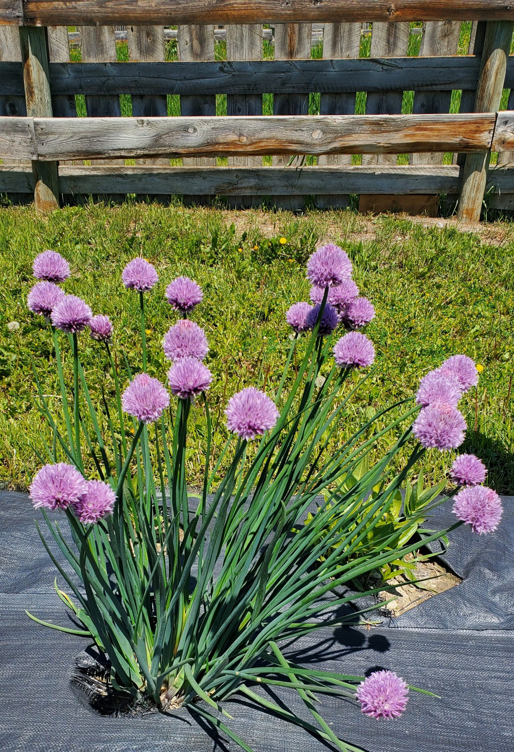 Allium schoenaprasum Jun 25 2022 c