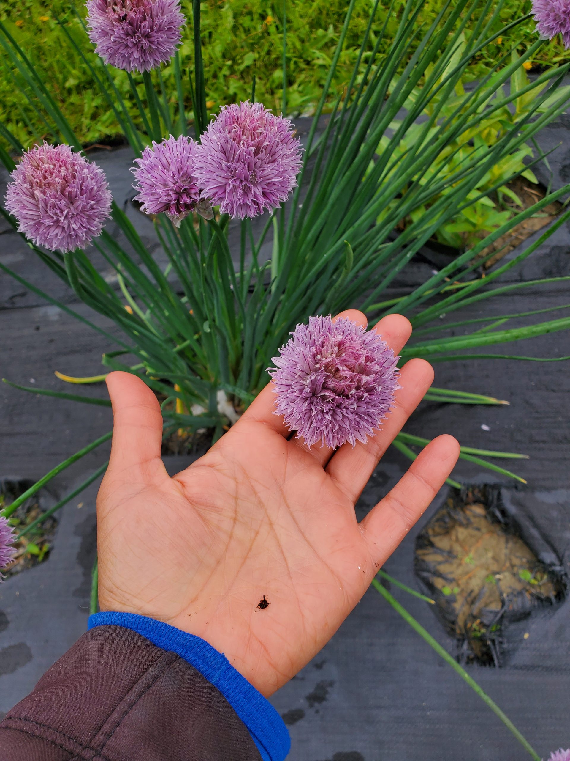 Allium schoenoprasm 20220629_111827