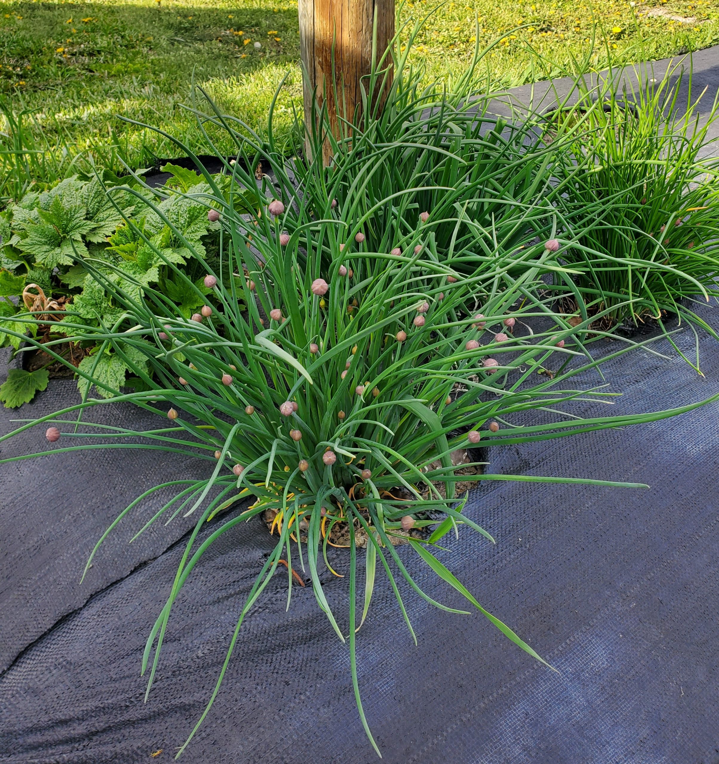 Allium schoenoprasm May 26 2022 (2)