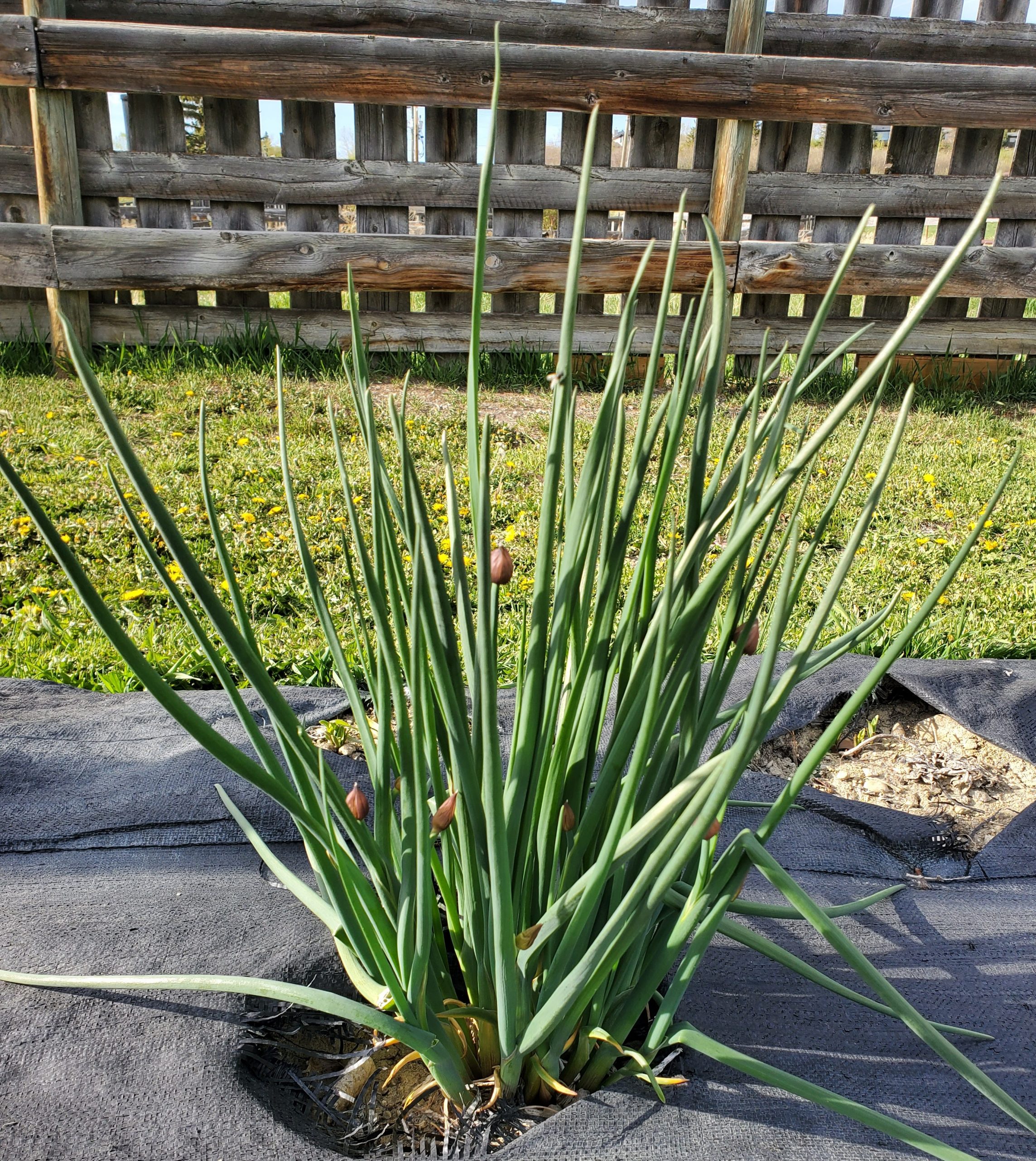 Allium schoenoprasm May 26 2022 (3)