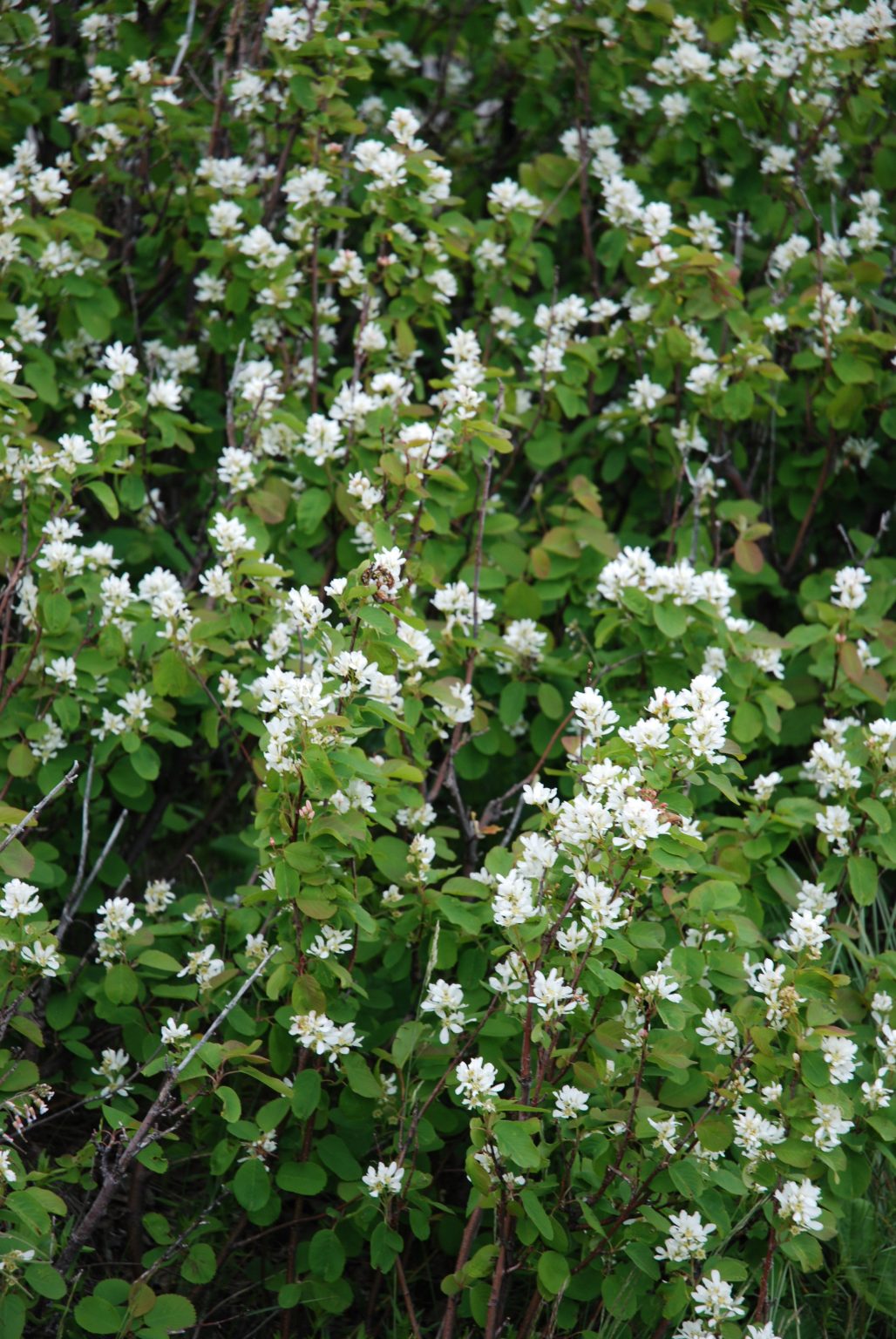 Alternate Common Names Serviceberry