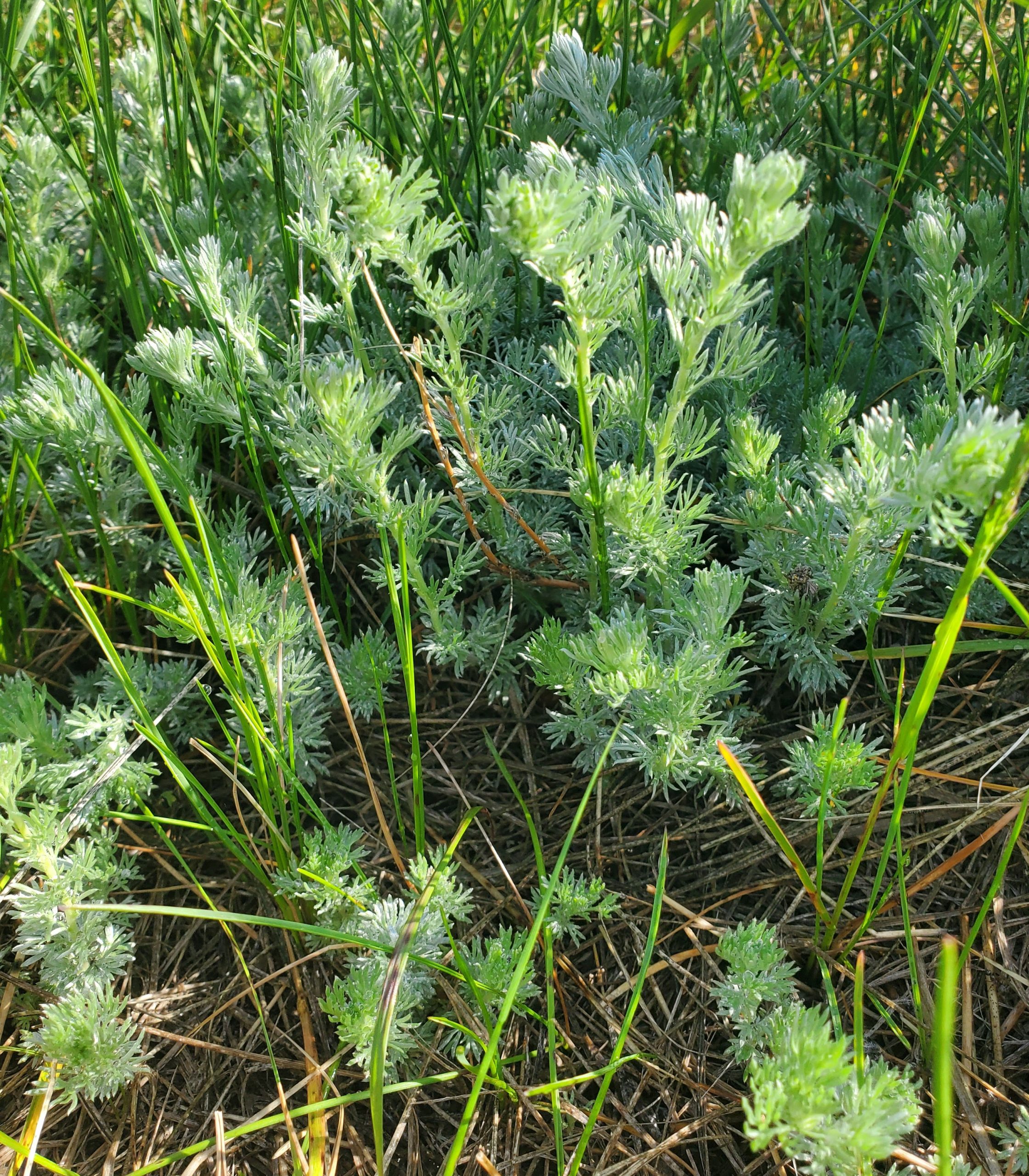 Artemisia frigida HVP June 2022