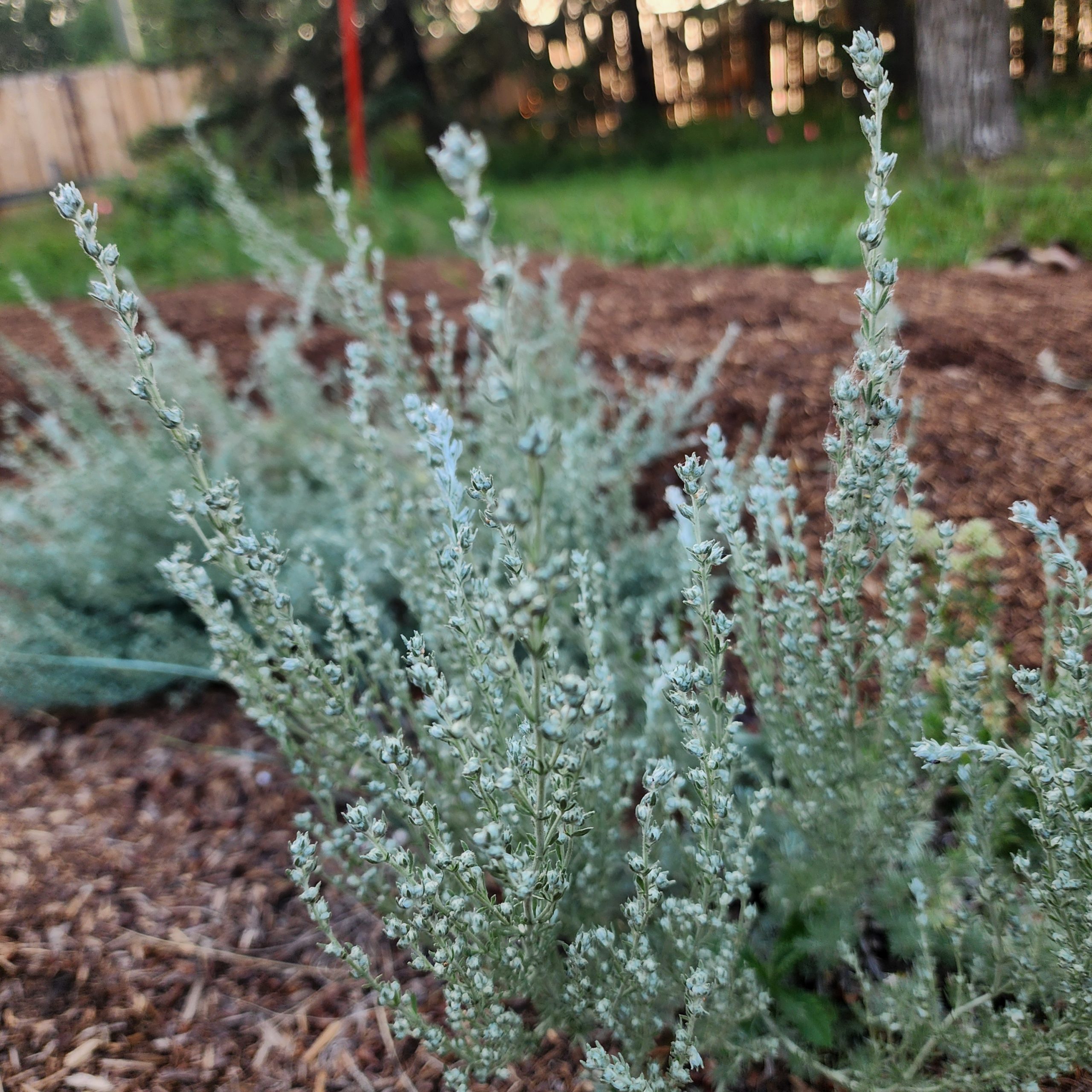 Artemisia frigida Jul 21 2024