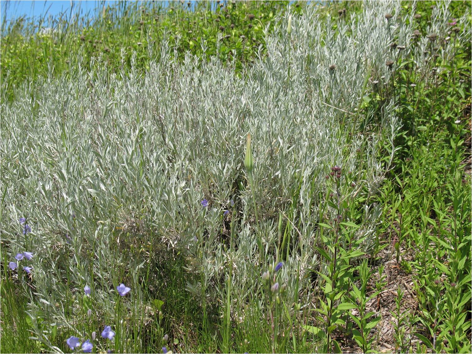 Artemisia ludoviciana
