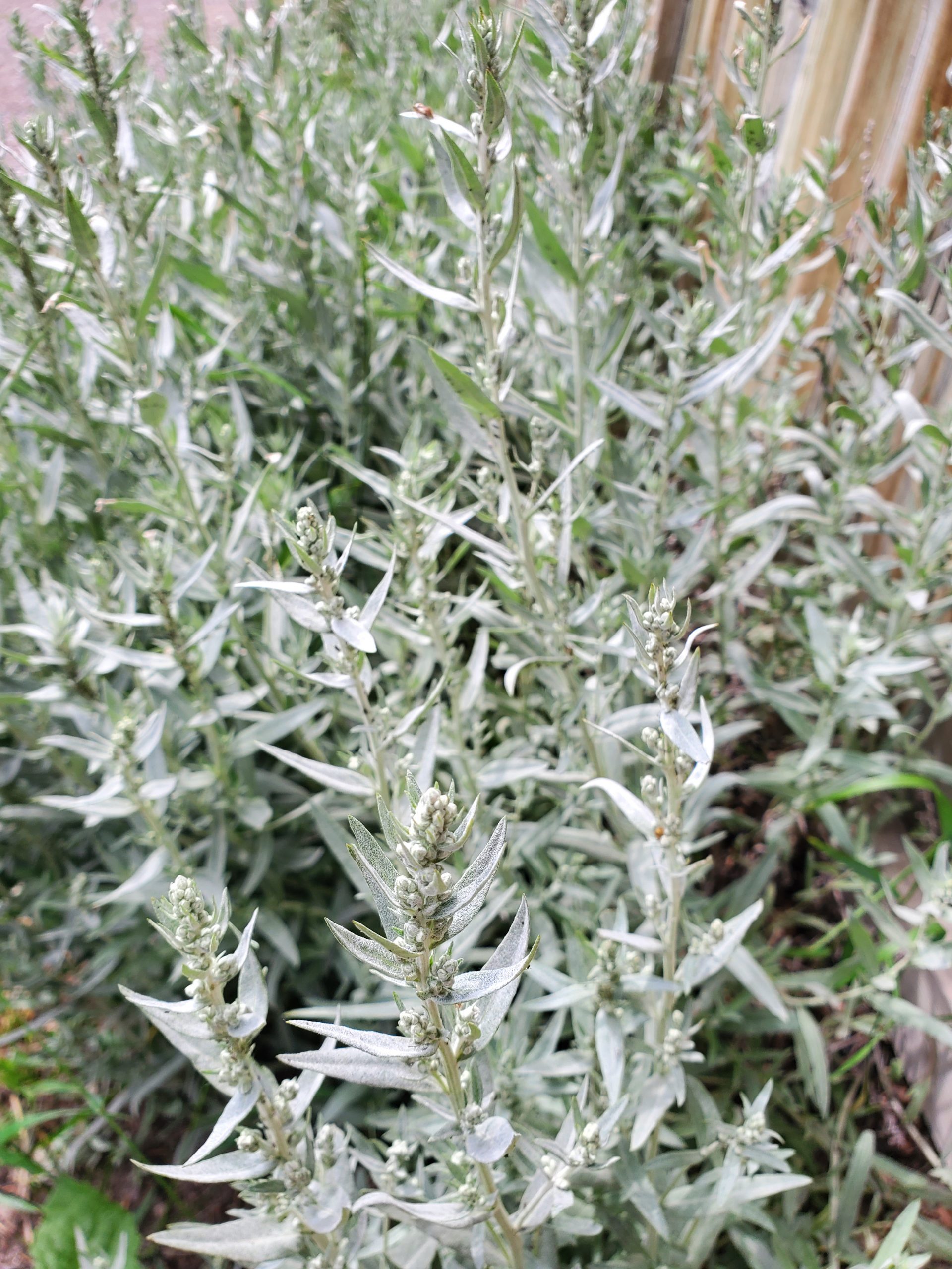 Artemisia ludoviciana 20220630_152853