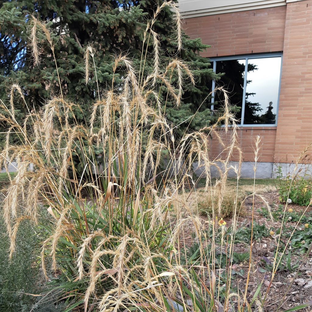 Other Considerations Cool season grass, Attractive inflorescence ...