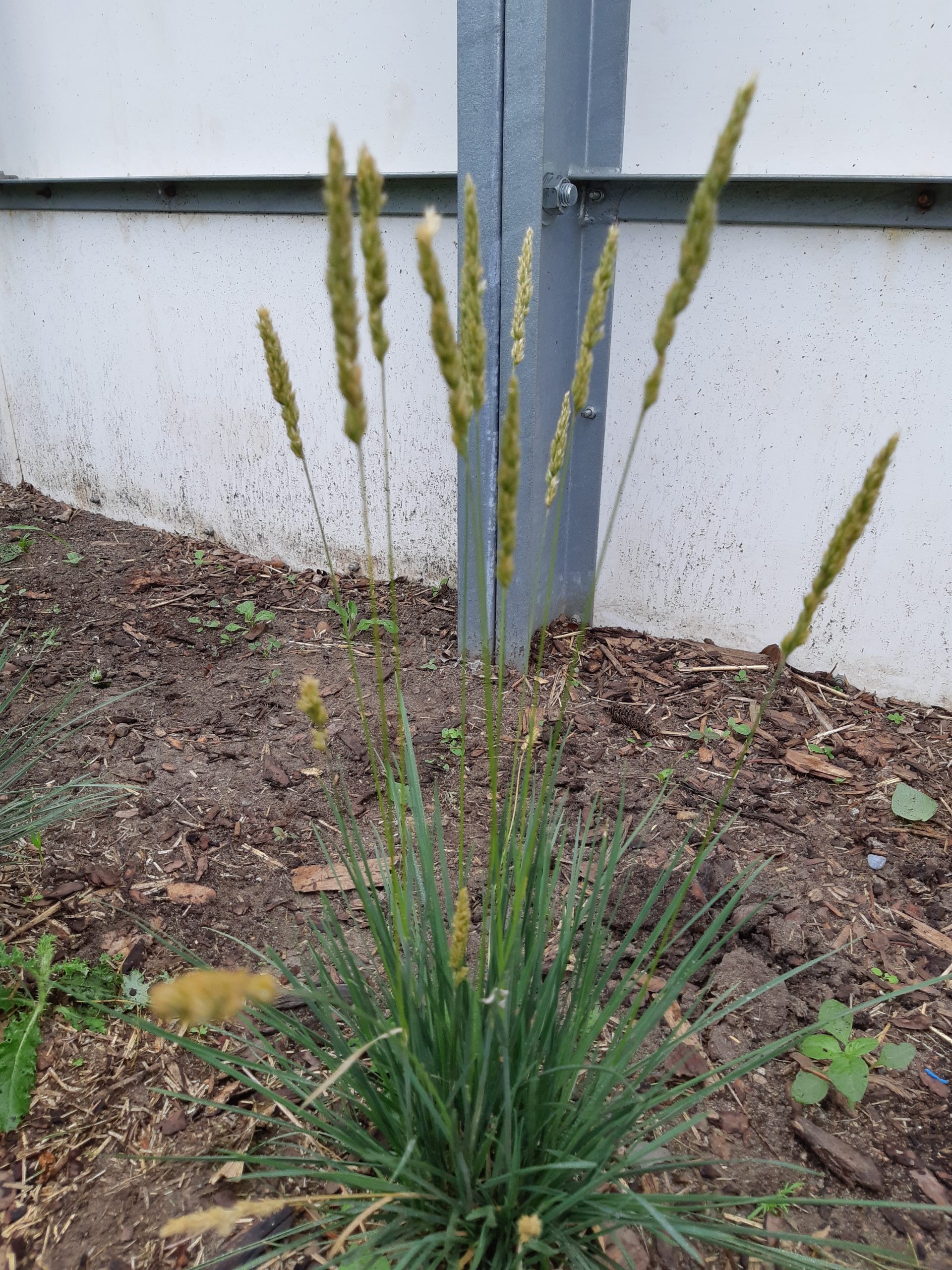 Koeleria macrantha - 3