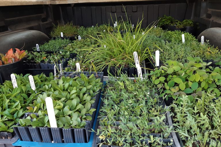 Photo plug containers of various native plant species