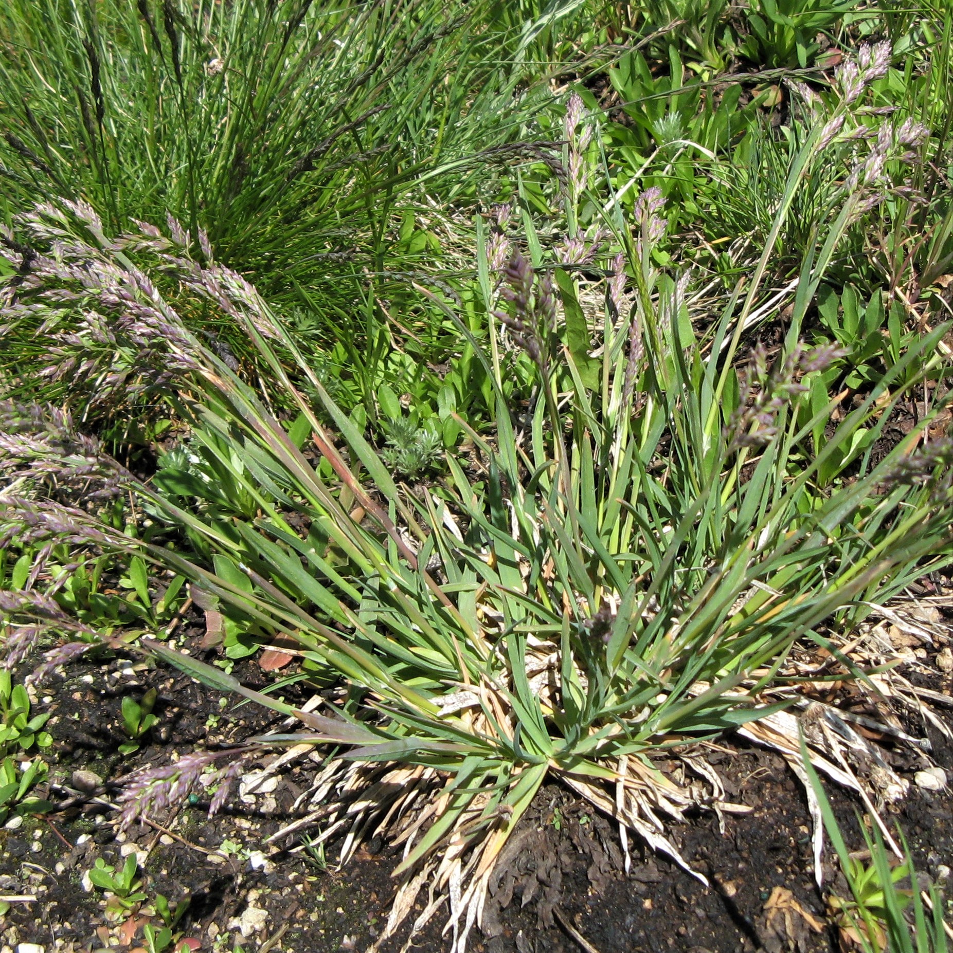 Poa alpinum (2) - square