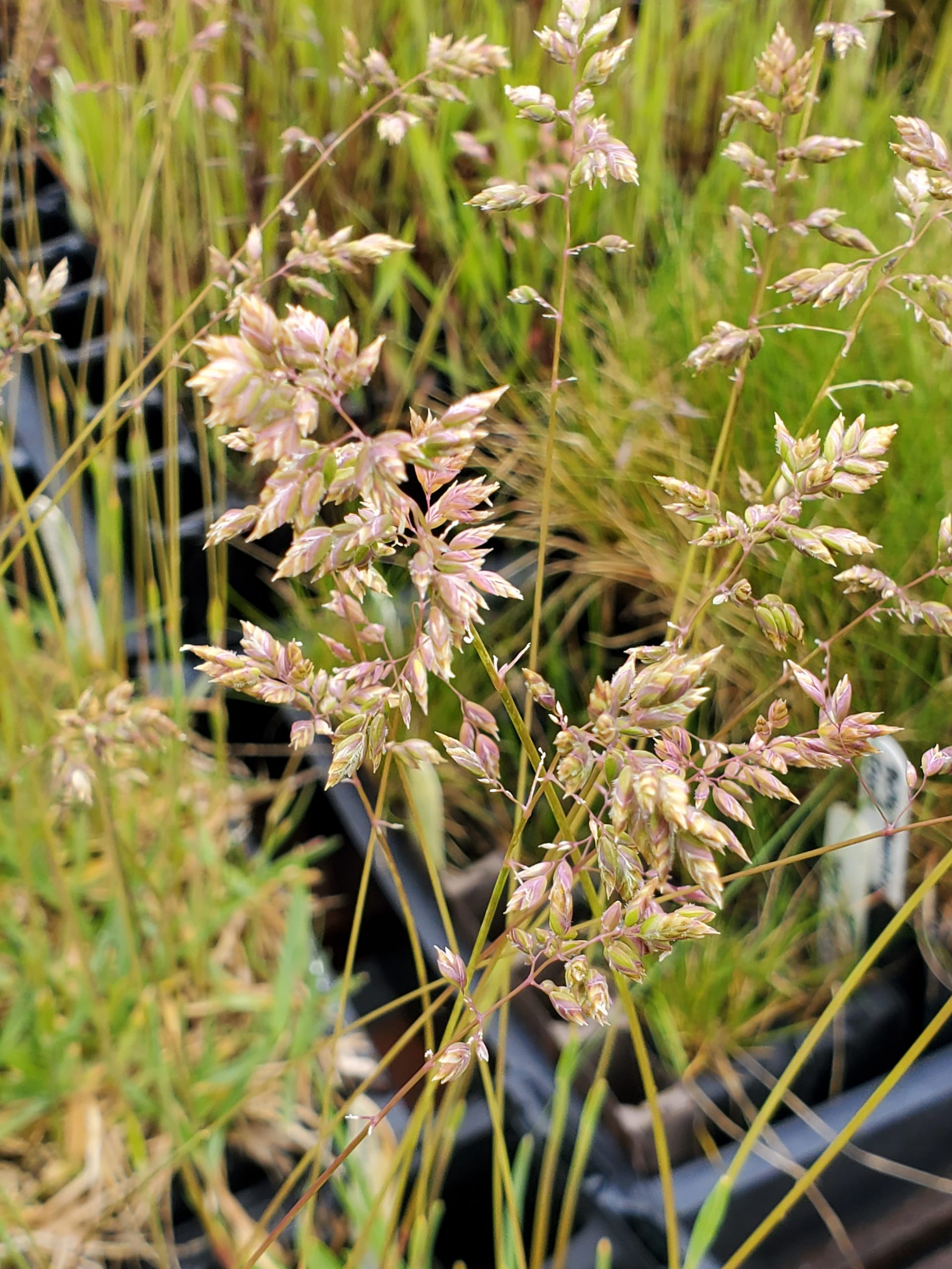 Poa alpinum 20220629_112320