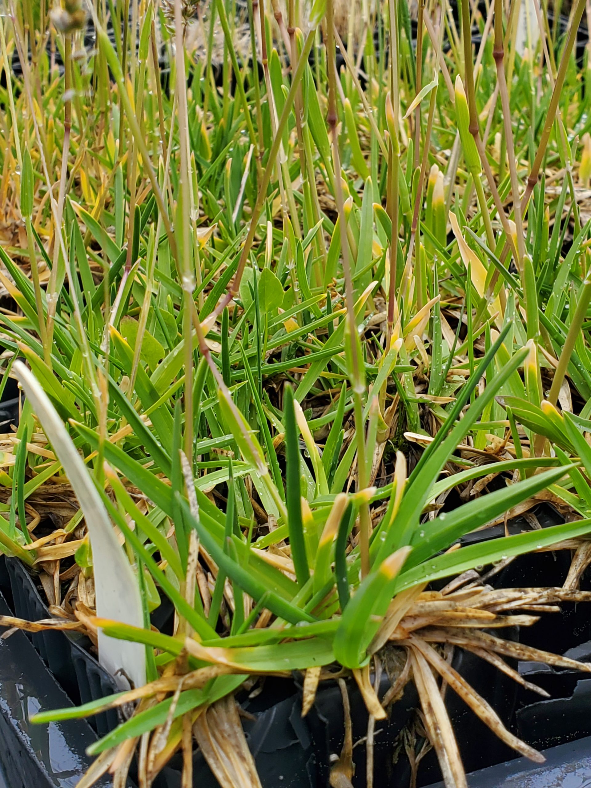 Poa alpinum 20220629_112326