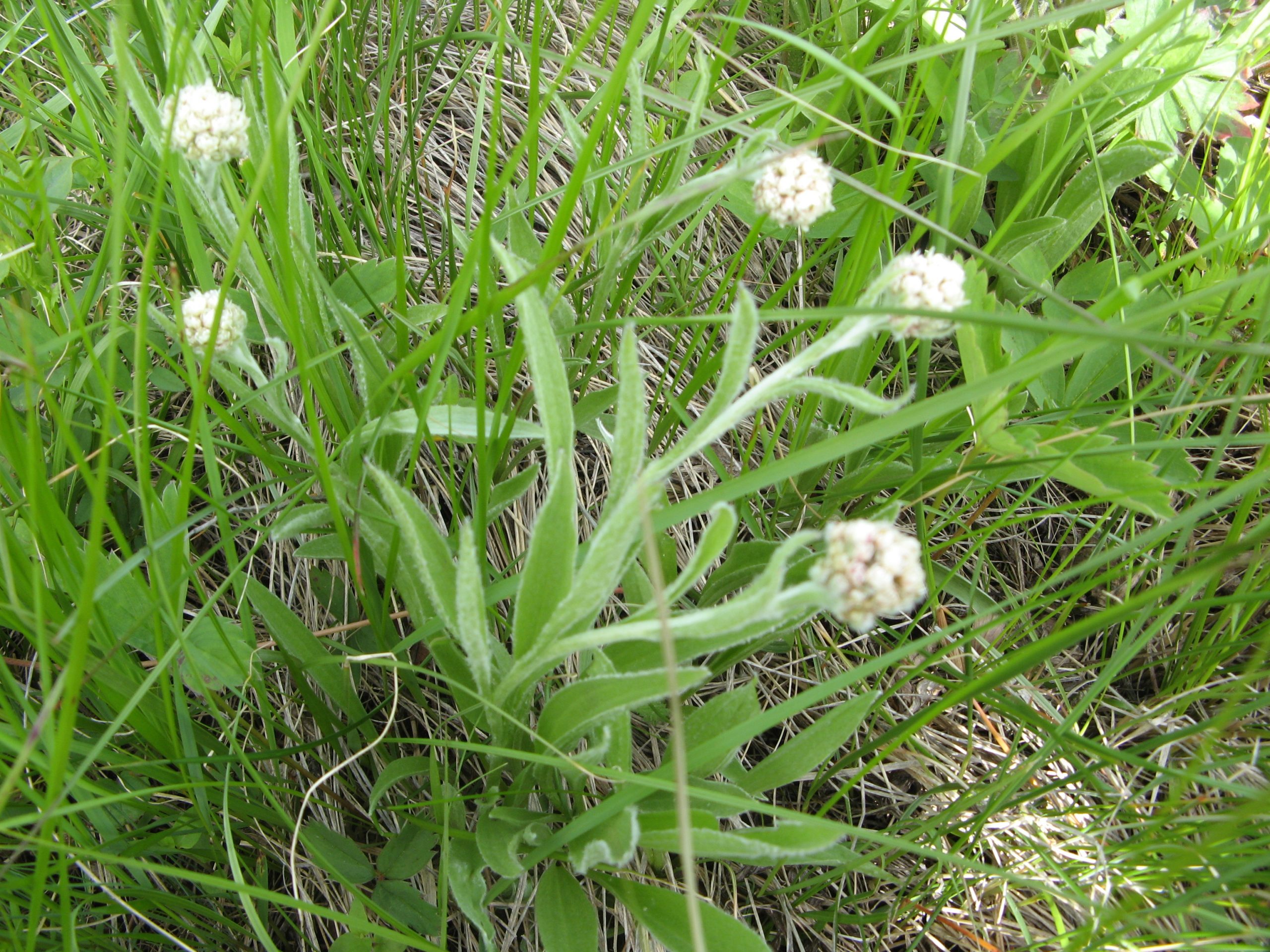 Antennaria pulcherrima