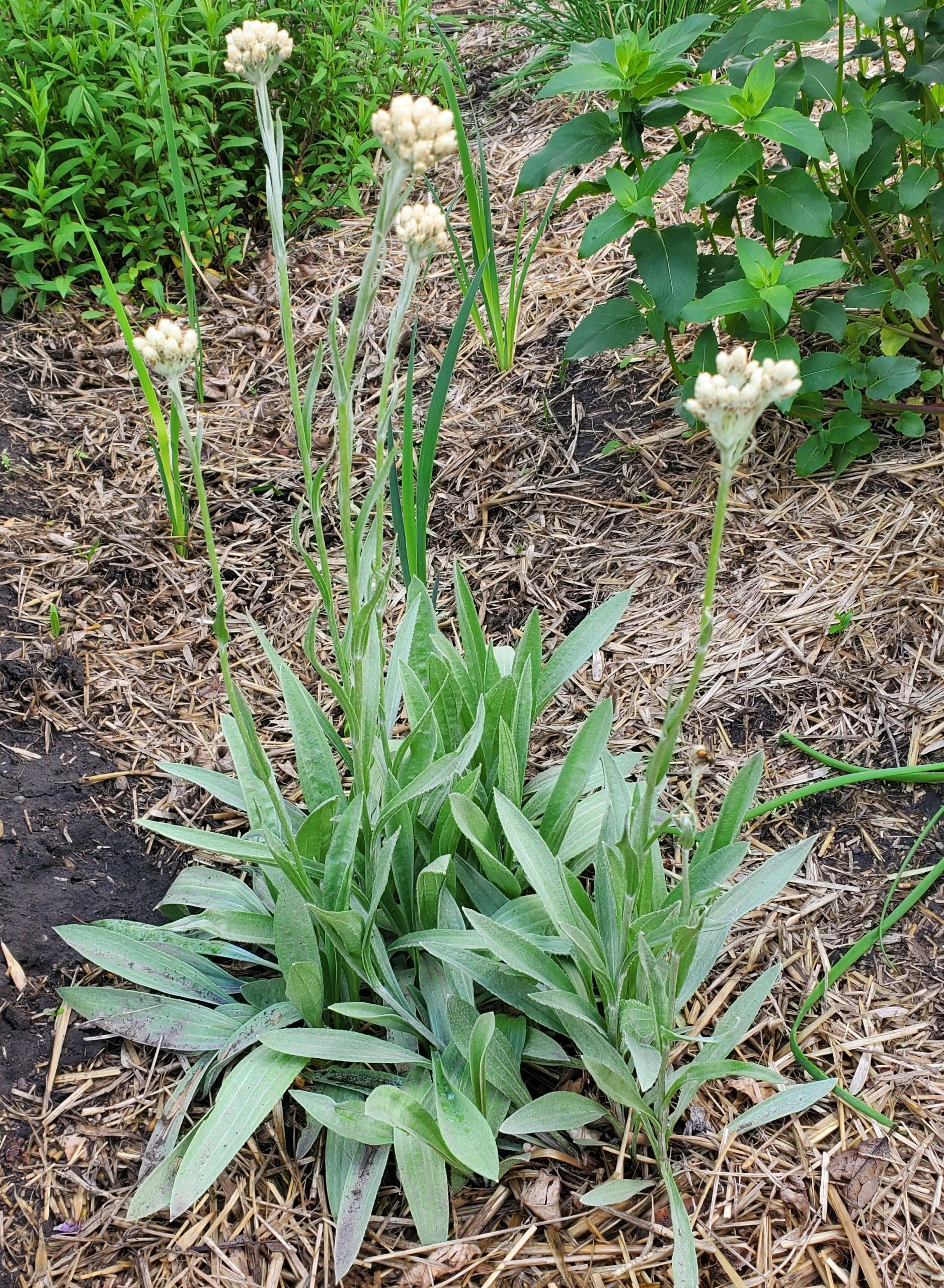 Antennaria pulcherrima June 30 2022