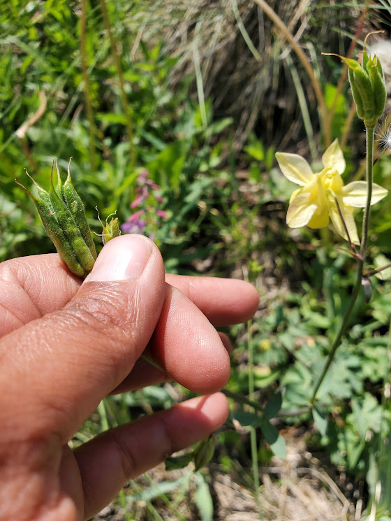 Aquilegia flavescens 5