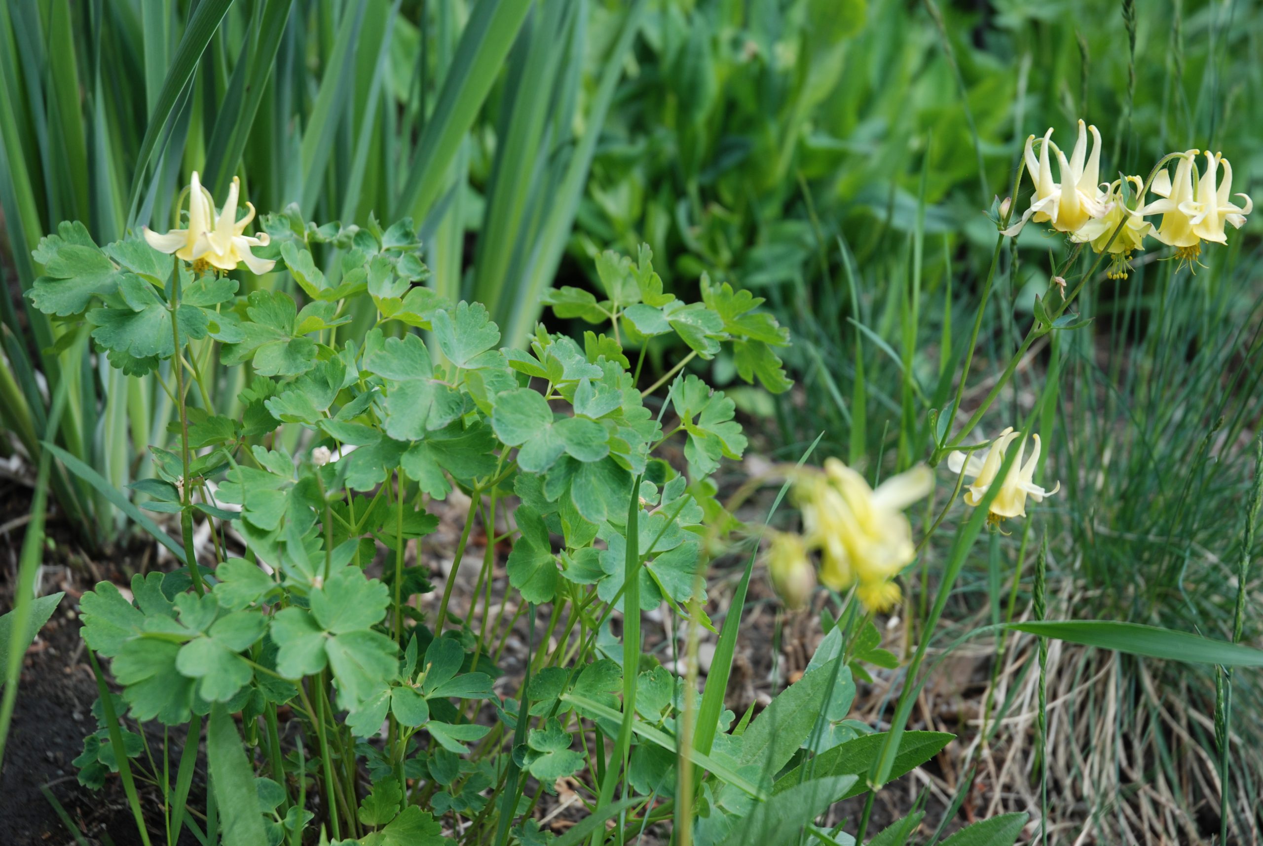 Aquilegia flavescens - A- Frame ALCLA Pics 081