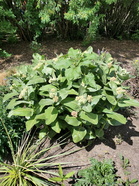 Asclepias speciosa - 10