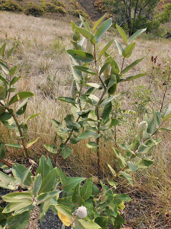 Asclepias speciosa 4