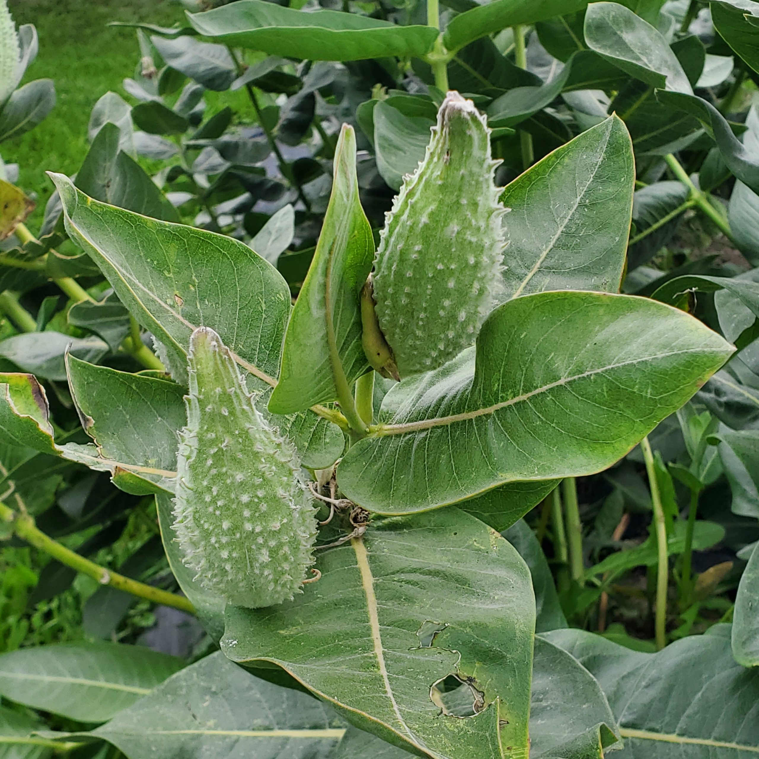 Asclepias speciosa July 27 2023