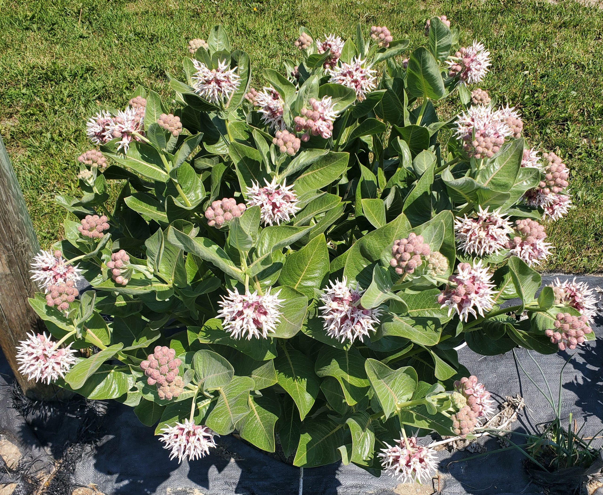 Asclepias speciosa June 18 2023