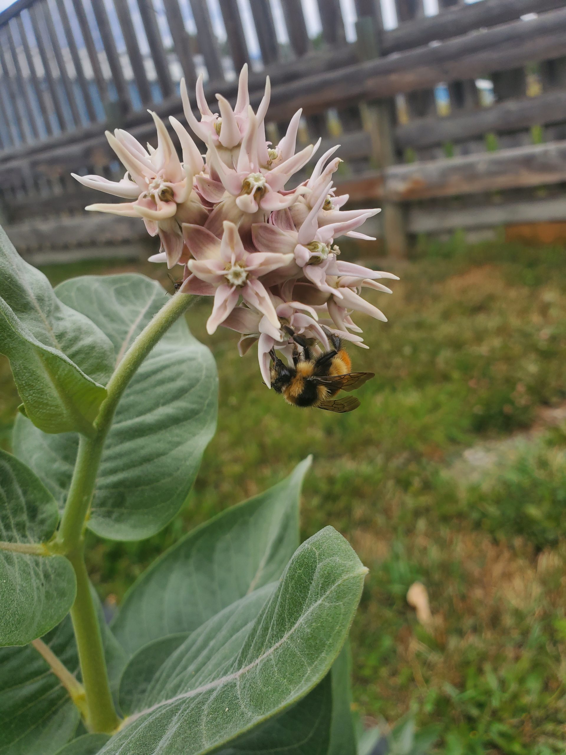 Asclepias speciosus 20220815