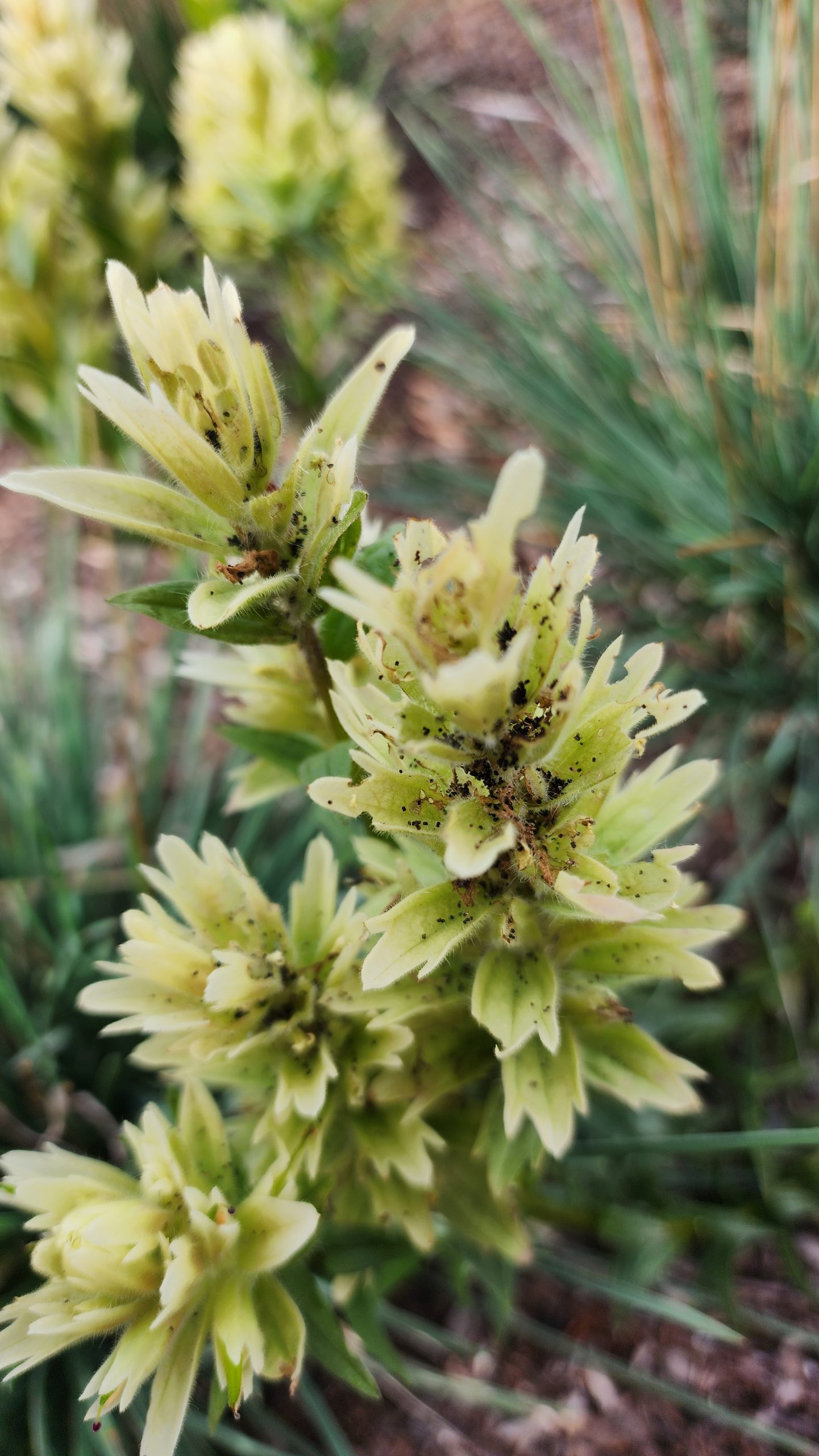 Castilleja lutescens 20250814_171337