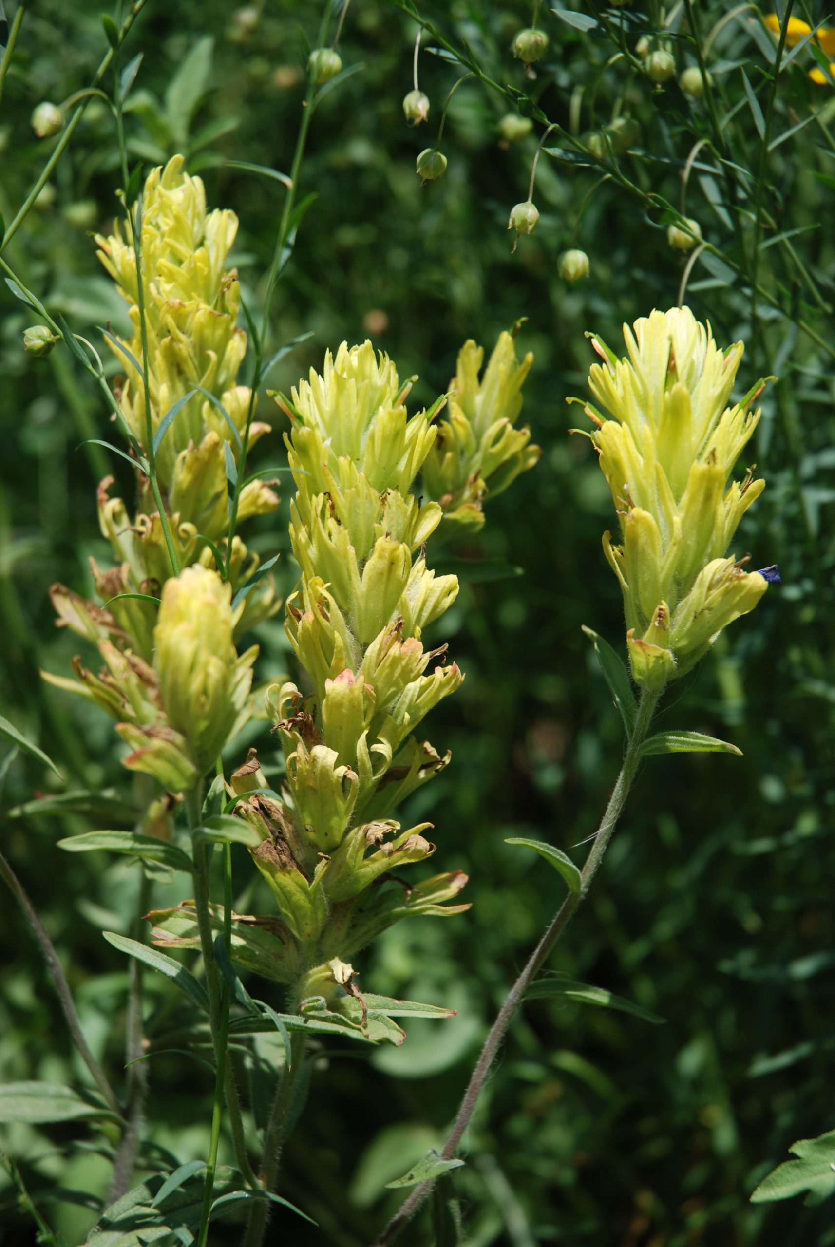 Castilleja-lutescens-A-Frame-ALCLA-Pics-068-scaled