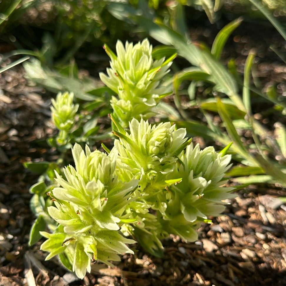 Castilleja lutescens IMG-20250815-WA0010