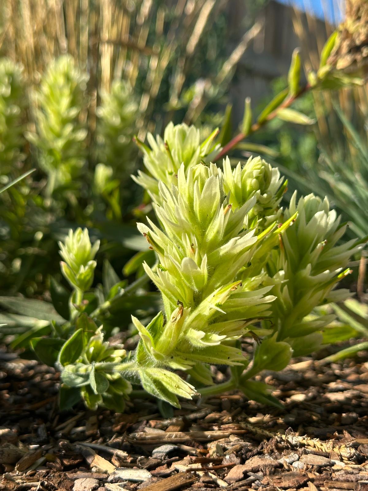 Castilleja lutescens IMG-20250815-WA0013