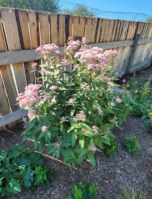 Eutrochium maculatum 20250825_100006