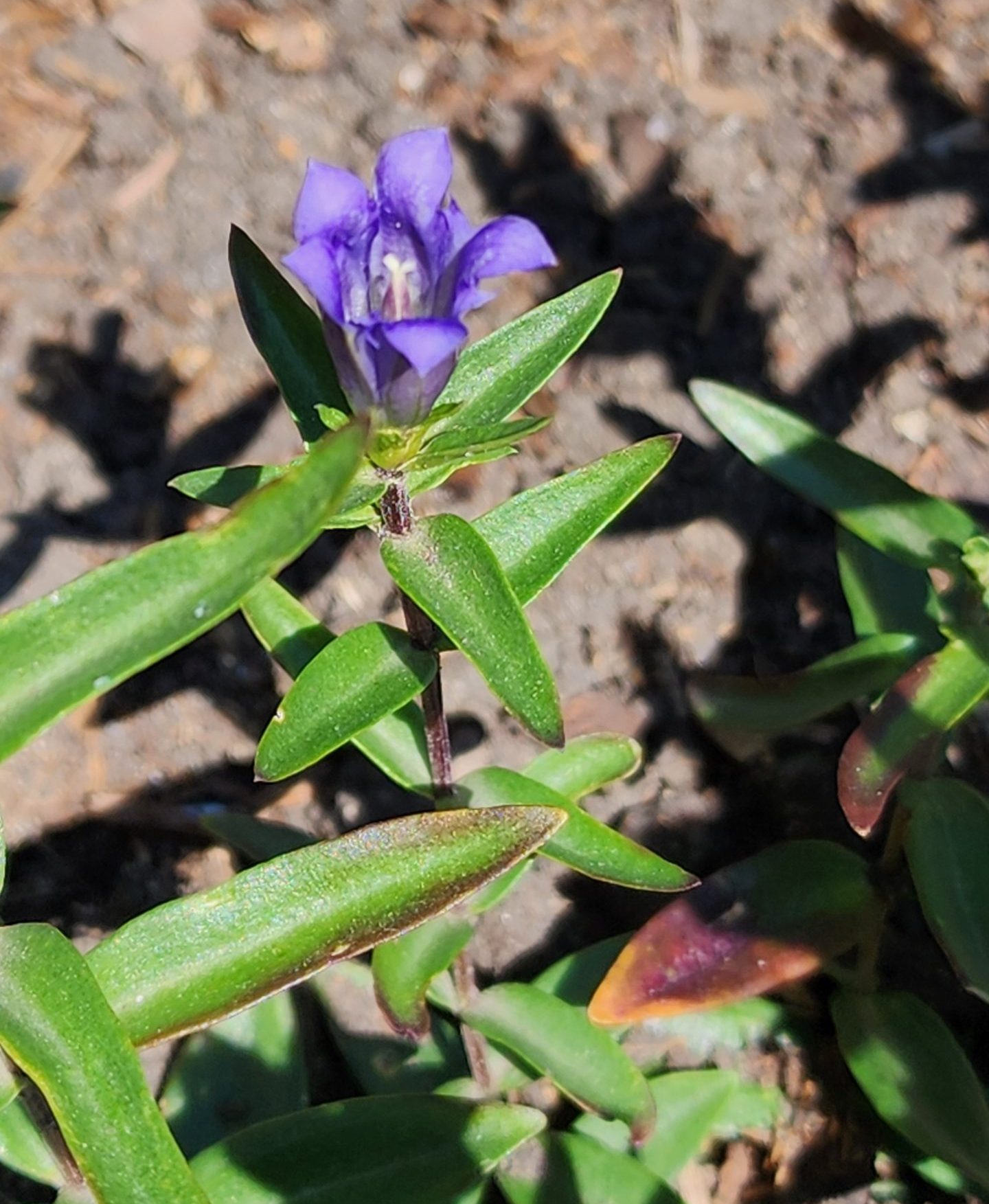 Gentiana affinis 20250801_140350