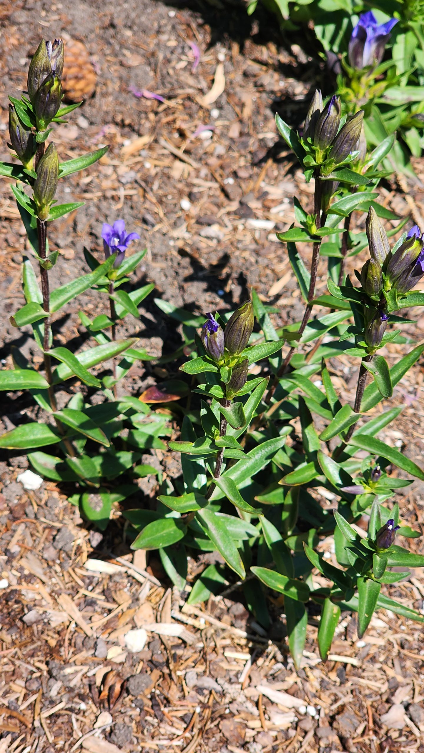 Gentiana affinis 20250801_140400