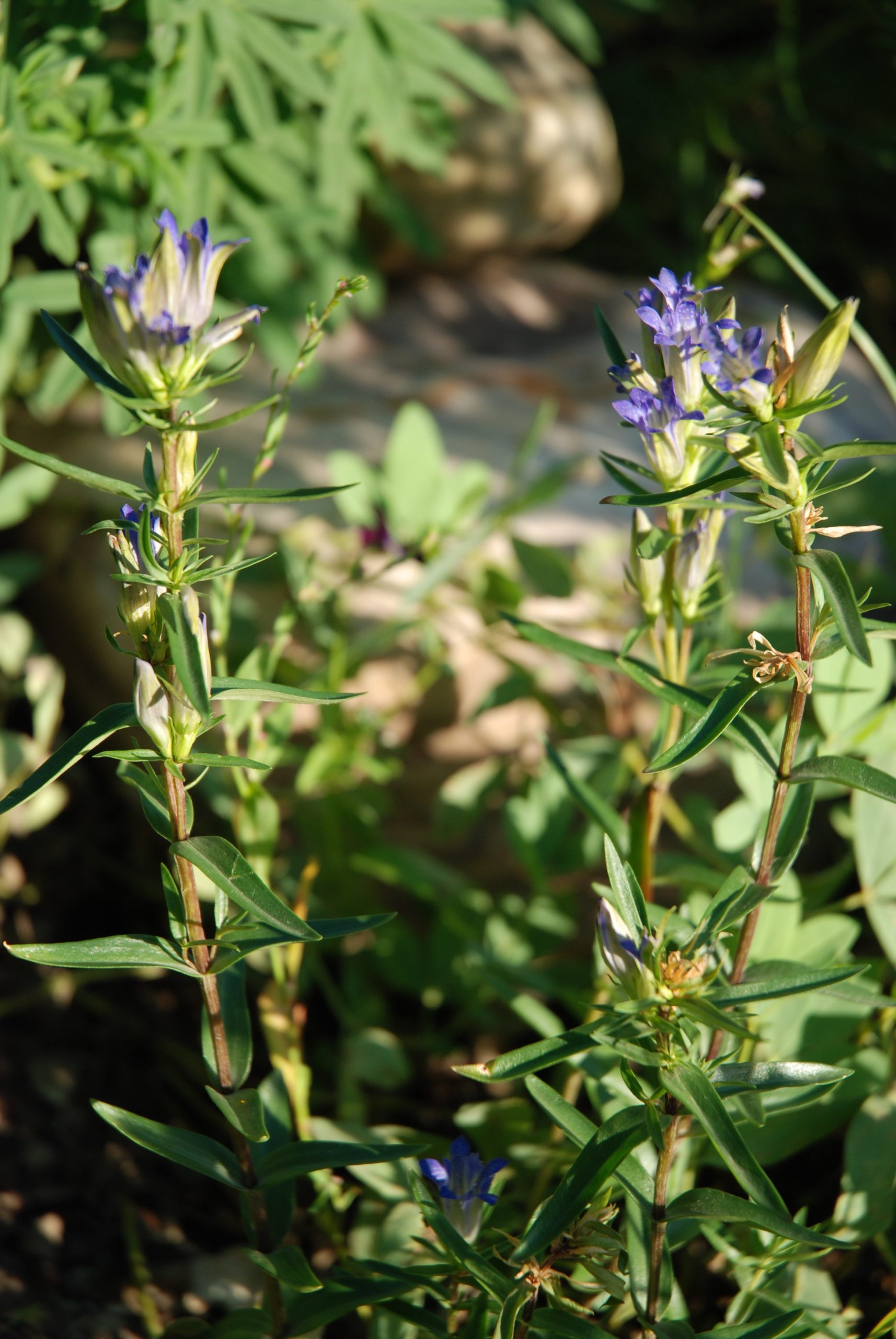 Gentiana affinis - Wildflower Gsarden Calgary Home 2012 247