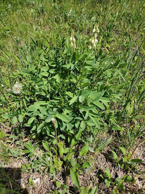 Hedysarum sulphurescens 2