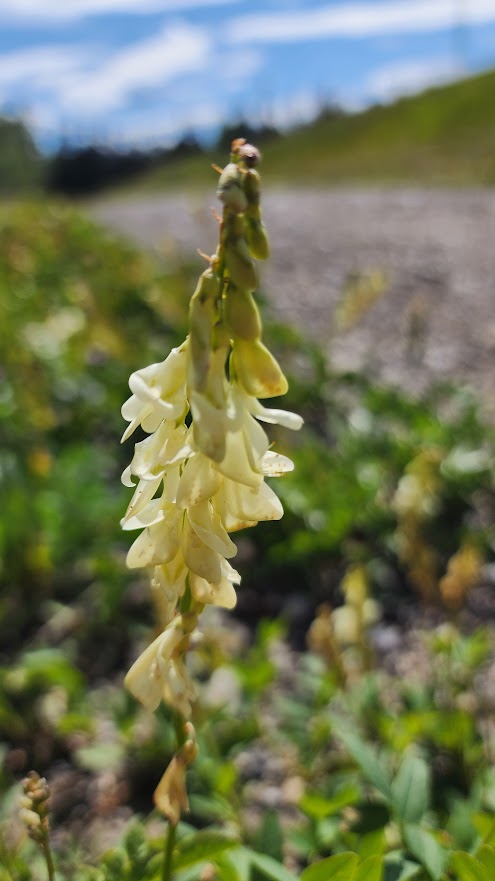 Hedysarum sulphurescens 20250723_164013