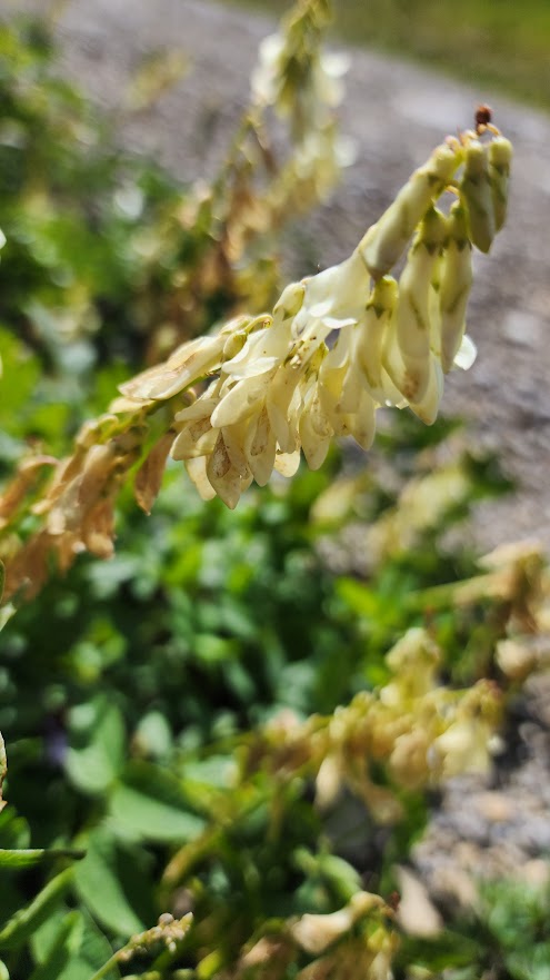 Hedysarum sulphurescens 20250723_164031