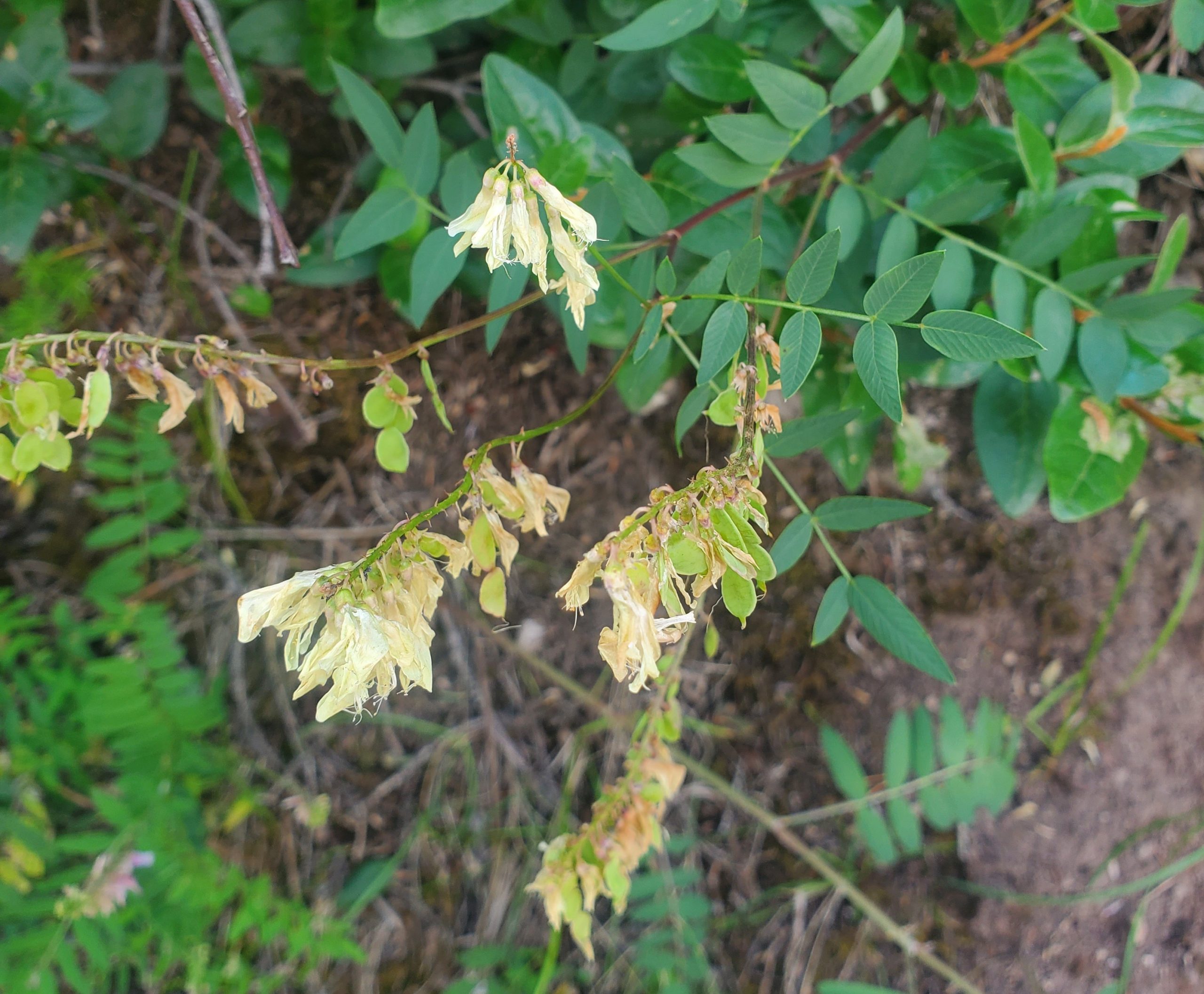 Hedysarum sulphurescens July 3 2023