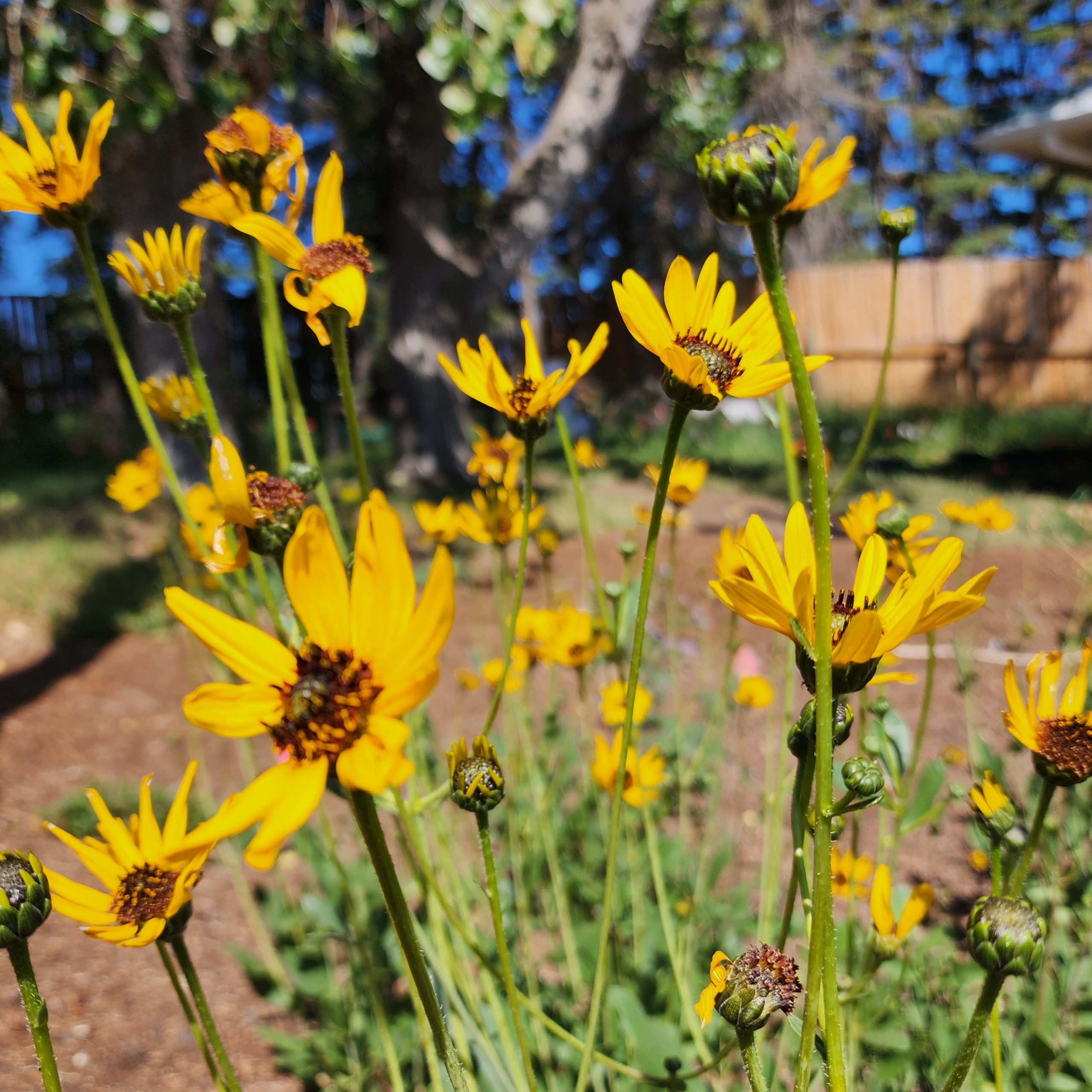 Helianthus pauciflorus Aug 1 2024 (2)