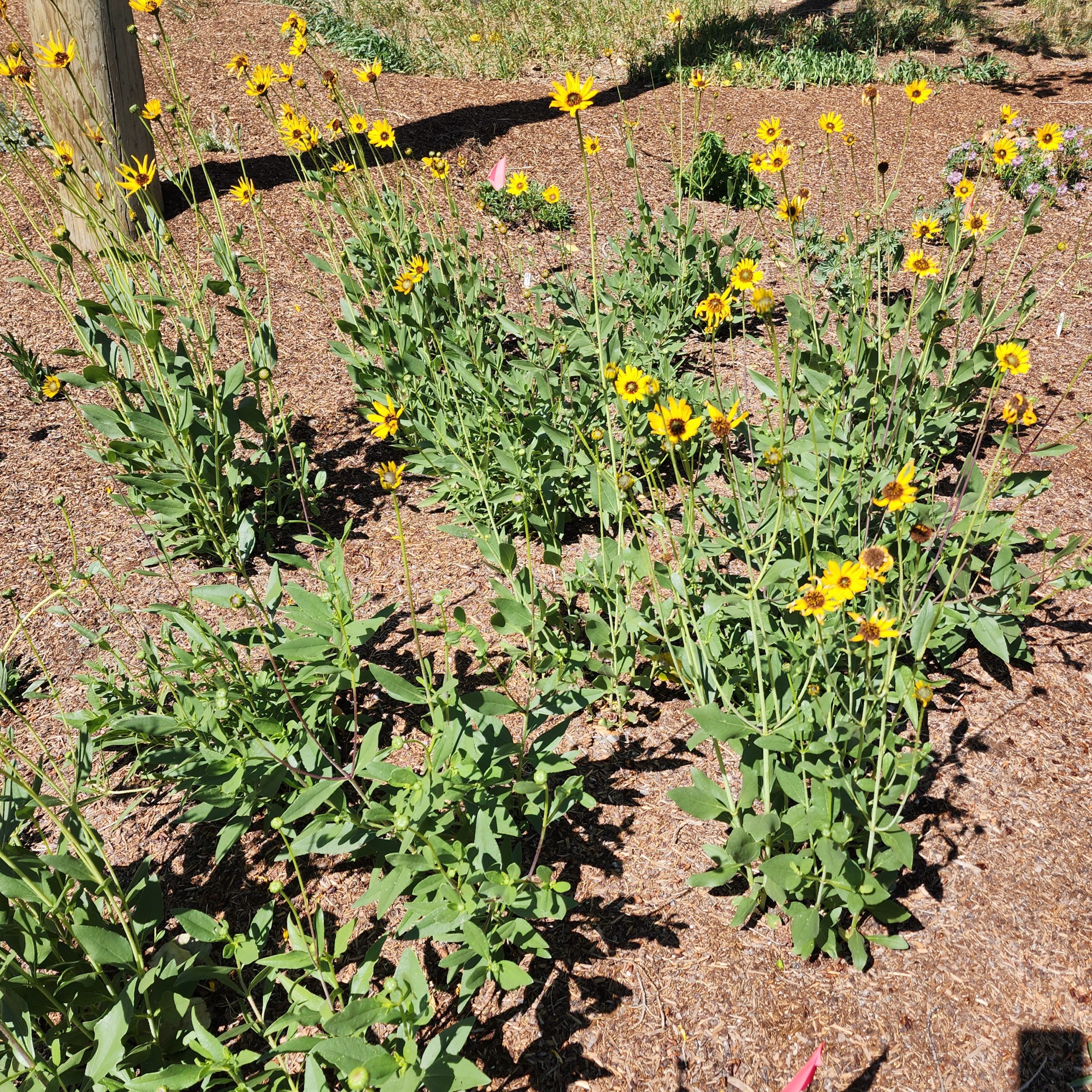 Helianthus pauciflorus Aug 1 2024