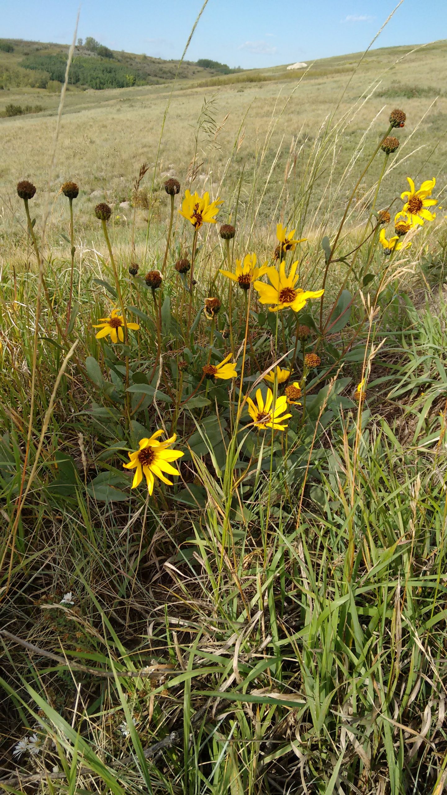 Helianthus pauciflorus ssp rhomboides