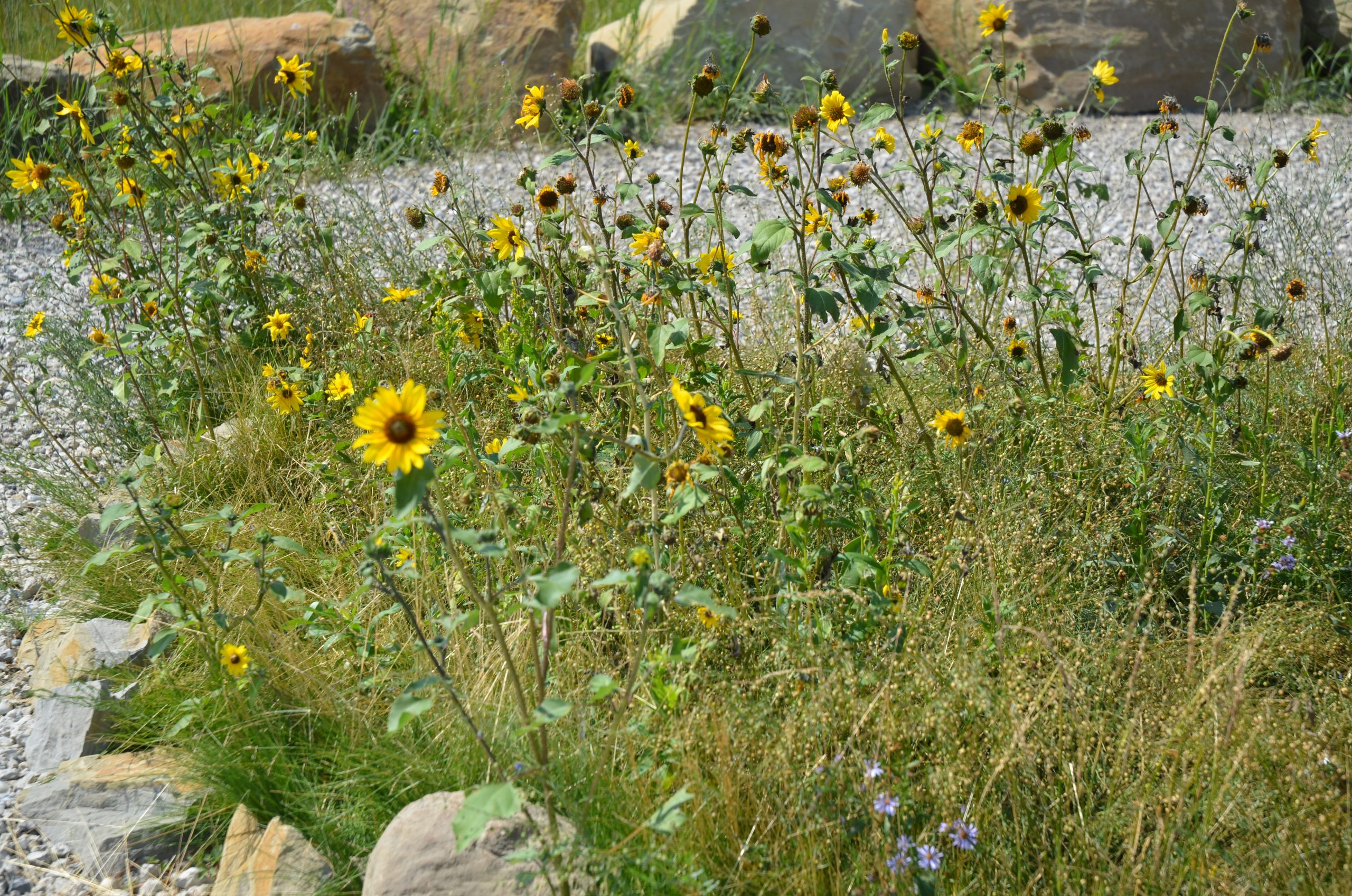 Helianthus subrhomboideus