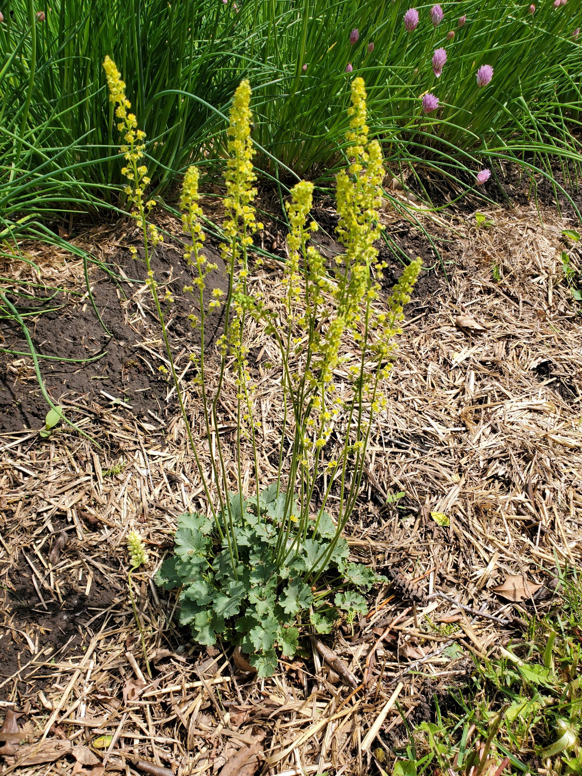 Heuchera parvifolia 20220617
