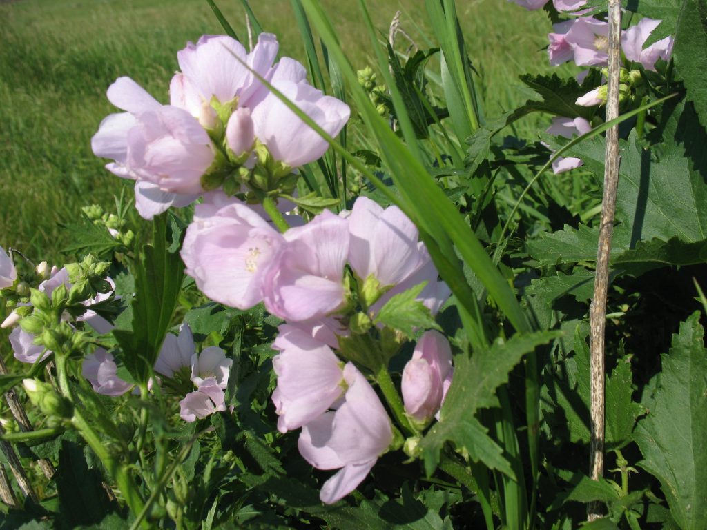 back to main search page