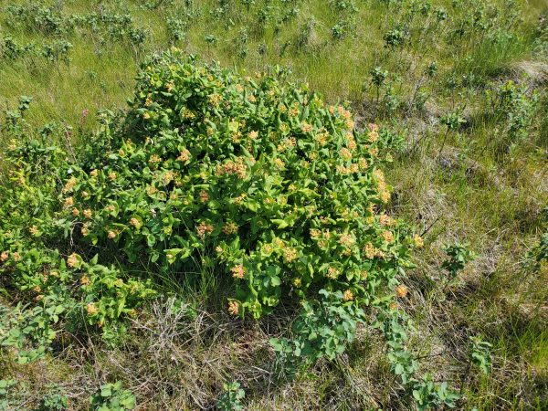 Lonicera dioica - ALCLA Native Plants | Twining Honeysuckle