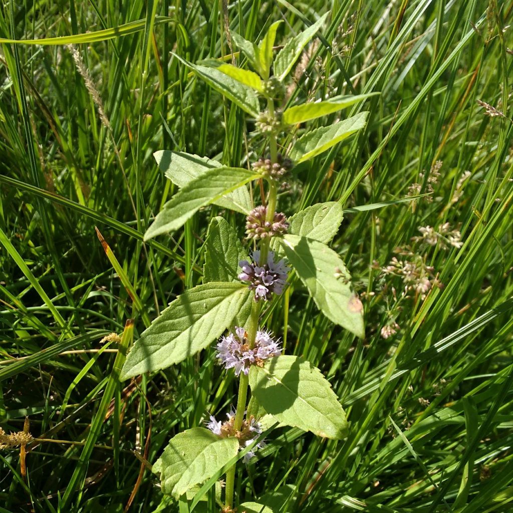 Alternate Common Names Field Mint