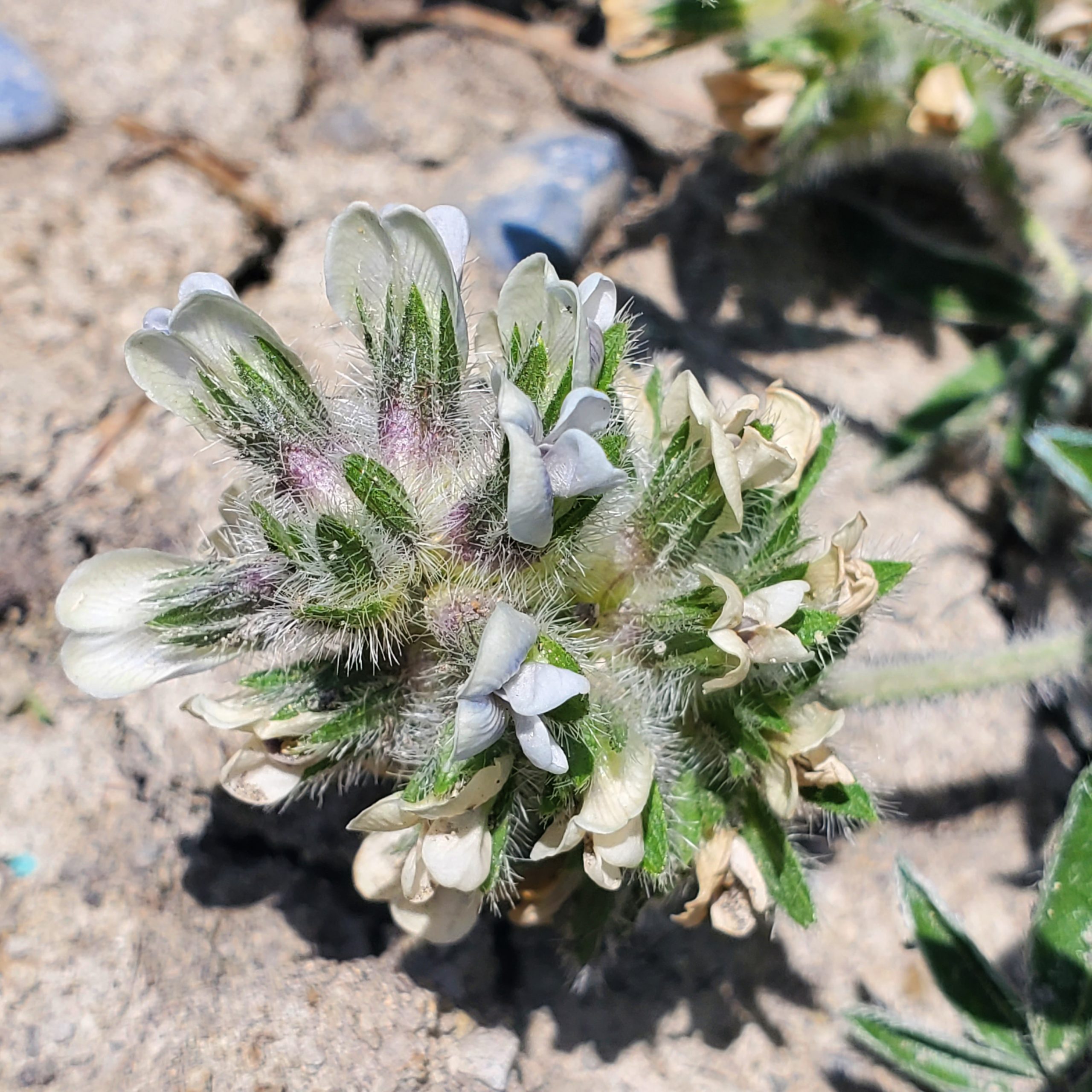 Pediomelon esculentum June 17 2023 (2)