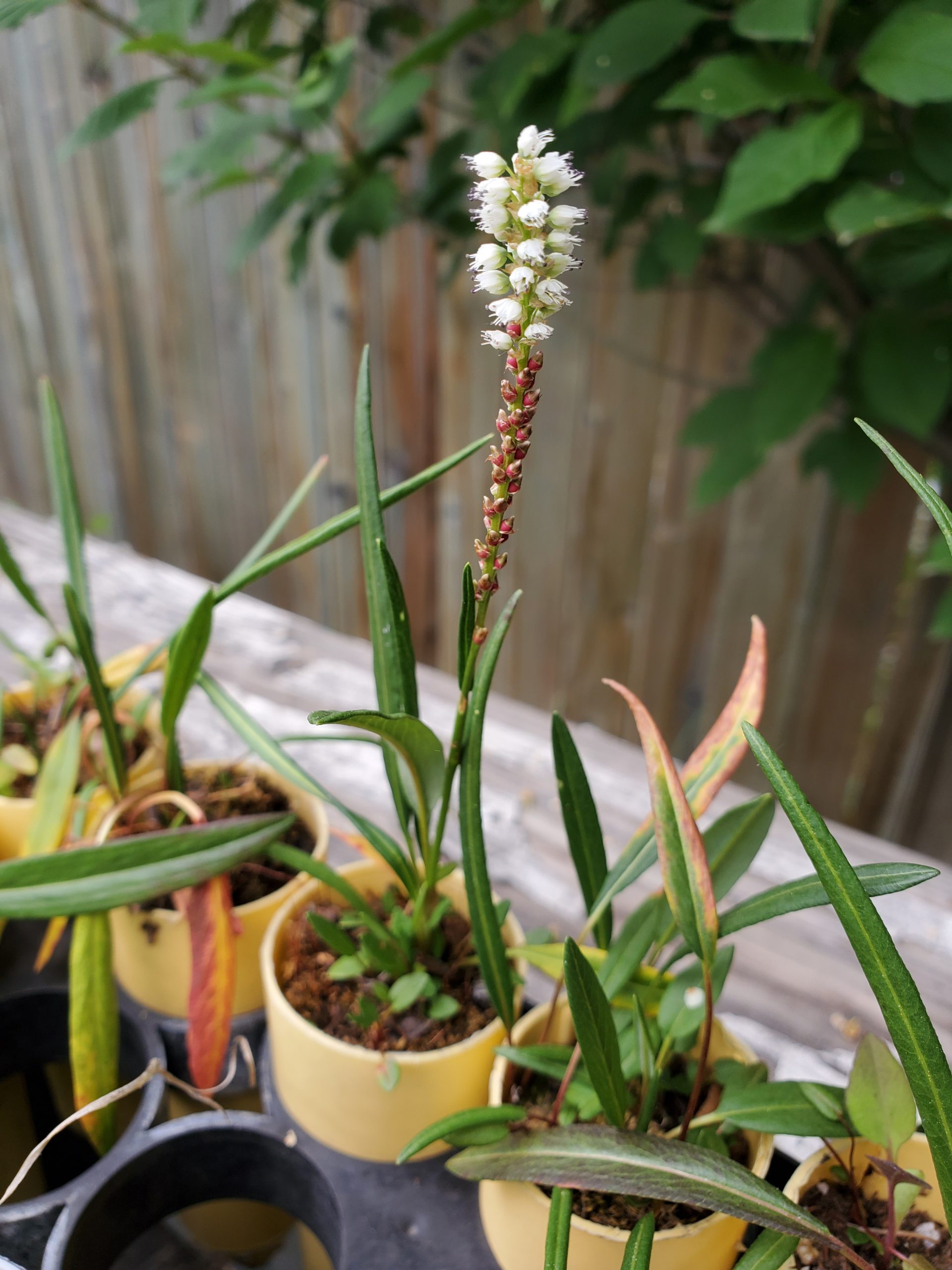 Polygonum viviparum 3