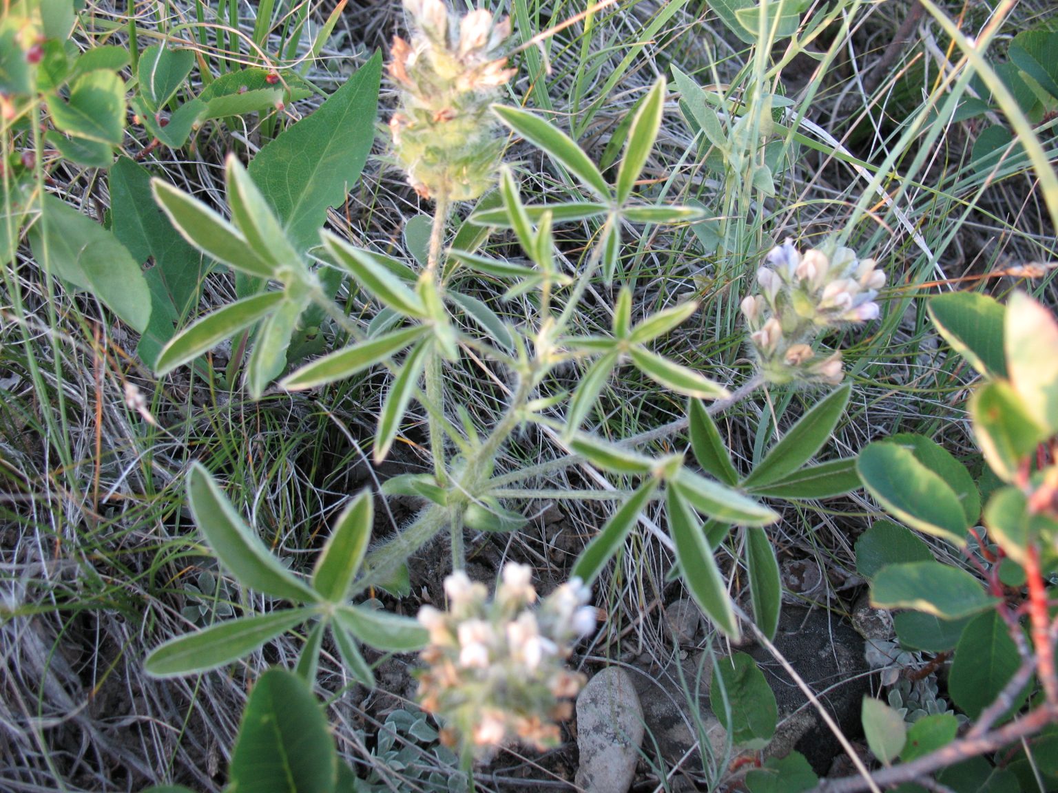 Previous Scientific Names Psoralea esculenta