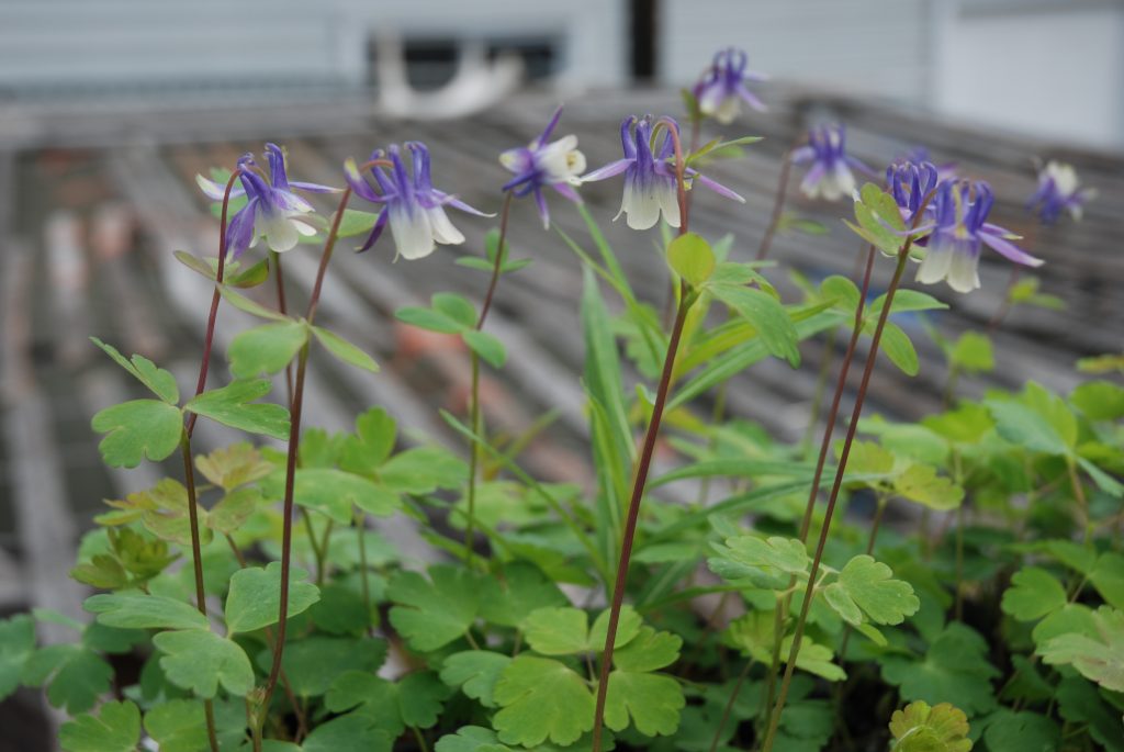 columbine plant images