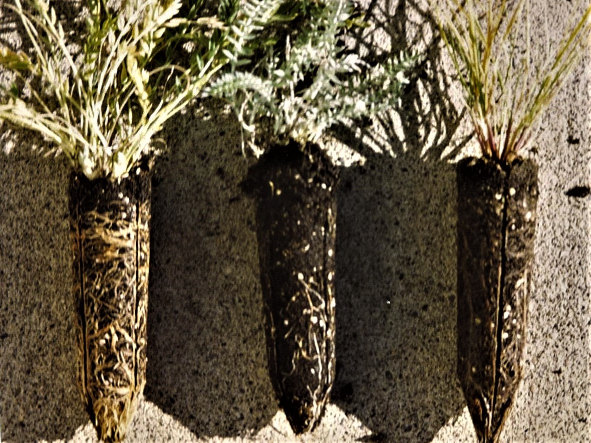 These plugs have stabilized root balls with root systems that are ready